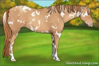 Horse Color:White Spotted Gold Champagne