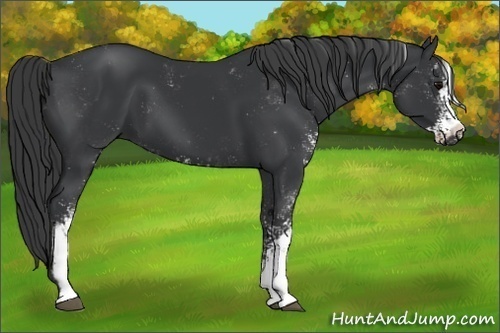 Horse Color:Black Sabino