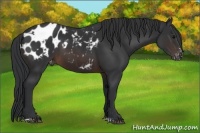 Horse Color:Brown Sabino Blanket