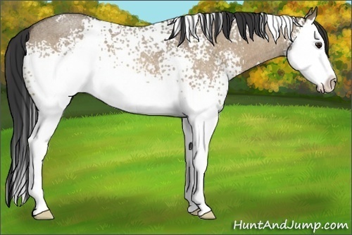 Horse Color:White Spotted Buckskin Roan Dun Splash 