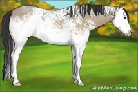 Horse Color:White Spotted Buckskin Roan Dun Splash 