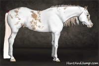 Horse Color:Palomino Sabino