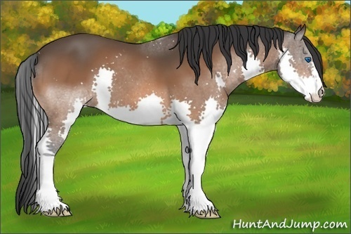 Horse Color:Bay Splash 