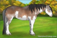 Horse Color:Bay Splash 