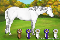 Horse Color:Gray Chestnut 