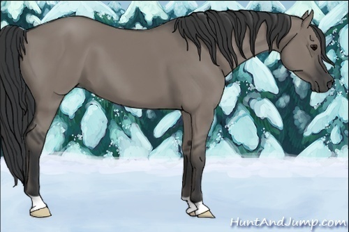 Horse Color:Grullo
