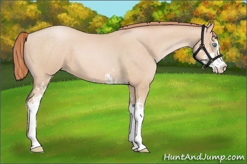 Horse Color:Buckskin Pearl Sabino 