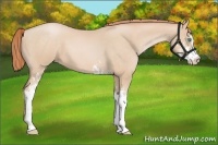 Horse Color:Buckskin Pearl Sabino 