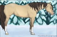 Horse Color:Amber Cream Champagne Dun 