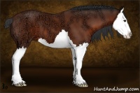 Horse Color:Bay Ice Splash 