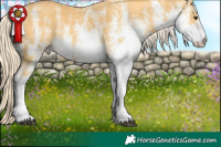 Horse Color:White Spotted Palomino