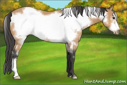 Horse Color:White Spotted Buckskin Frame Rabicano 