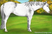 Horse Color:White Spotted Black Splash 