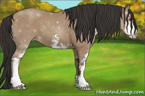 Horse Color:Classic Champagne Sabino