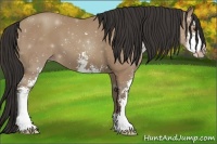 Horse Color:Classic Champagne Sabino