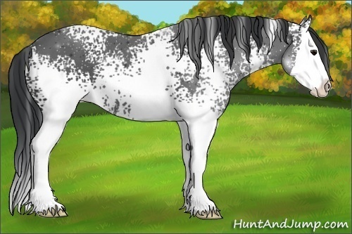 Horse Color:White Spotted Black Splash 