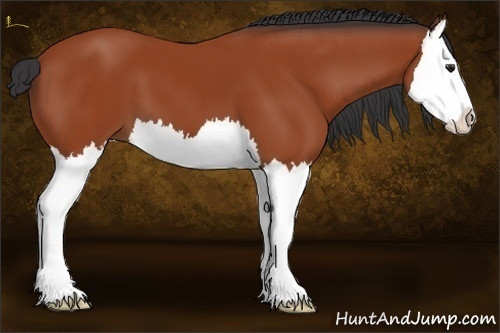 Horse Color:Bay Splash 