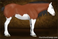 Horse Color:Bay Splash 