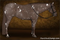 Horse Color:White Spotted Liver Red Roan