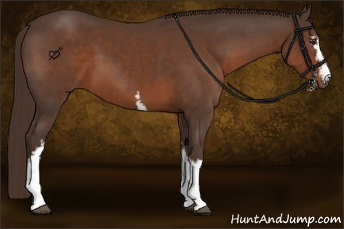 Horse Color:White Spotted Liver Chestnut 