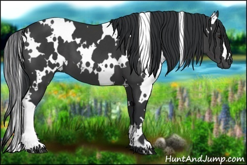 Horse Color:White Spotted Black 