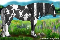 Horse Color:White Spotted Black
