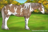 Horse Color:White Spotted Chocolate Palomino Splash 