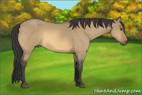Horse Color:Buckskin Dun
