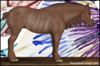 Horse Color:Chestnut Rabicano 
