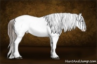 Horse Color:White Spotted Buckskin Varnish Rabicano