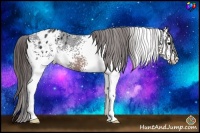 Horse Color:White Spotted Brown Appaloosa 