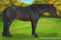 Horse Color:Brown Rabicano 