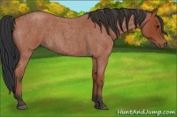 Horse Color:Bay Roan 