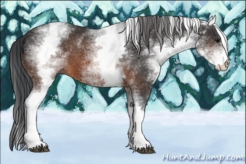 Horse Color:White Spotted Brown 