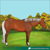 Horse Color:Silver Bay 