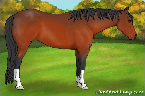 Horse Color:Brown 