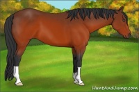 Horse Color:Brown 