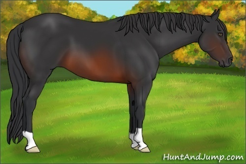 Horse Color:Brown 