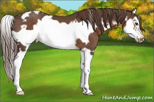 Horse Color:White Spotted Liver Chestnut Splash Frame