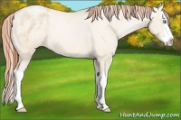 Horse Color:Buckskin Pearl Dun Splash Varnish 