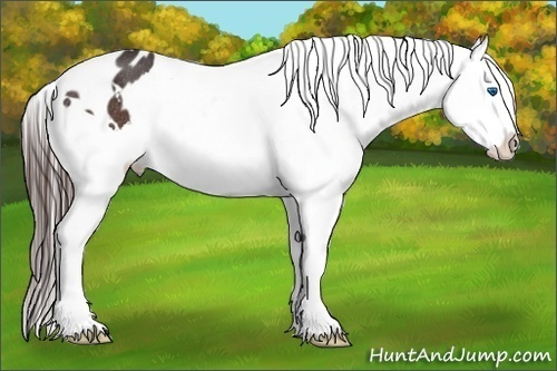 Horse Color:White Spotted Bay Splash Appaloosa Rabicano 
