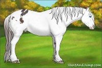 Horse Color:White Spotted Bay Splash Appaloosa Rabicano