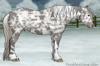 Horse Color:White Spotted Silver Black Ice