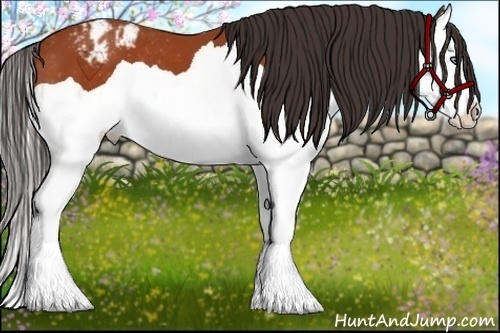 Horse Color:Bay Splash Varnish 