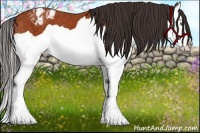 Horse Color:Bay Splash Appaloosa