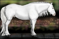 Horse Color:Liver Chestnut Mushroom Near Leopard Rabicano