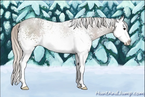Horse Color:White Spotted Silver Black Sabino Splash