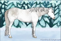 Horse Color:White Spotted Silver Black Sabino Splash 