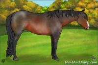 Horse Color:Brown Sabino Splash 