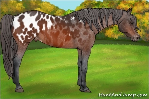 Horse Color:Bay Appaloosa 